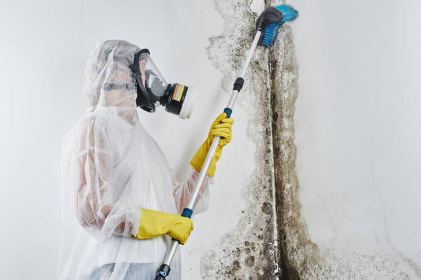 Best Insurance-Related Mold Remediation in Ridgely, MD
