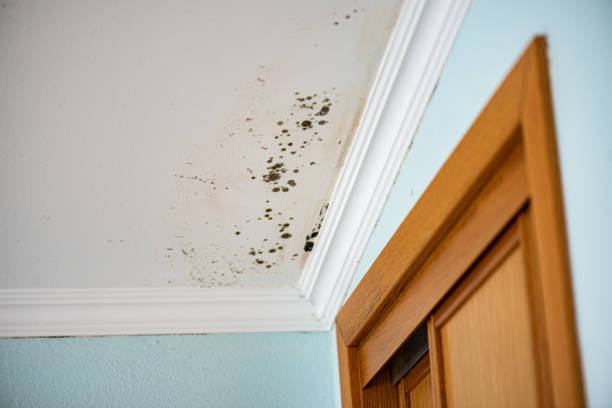 Best Bathroom Mold Remediation in Ridgely, MD