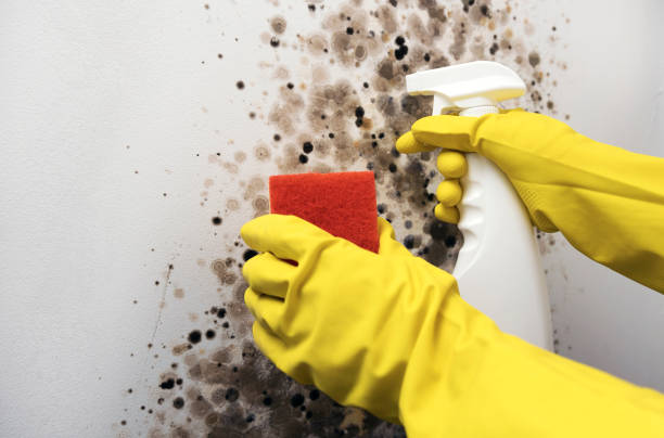 Best Crawl Space Mold Remediation in Ridgely, MD