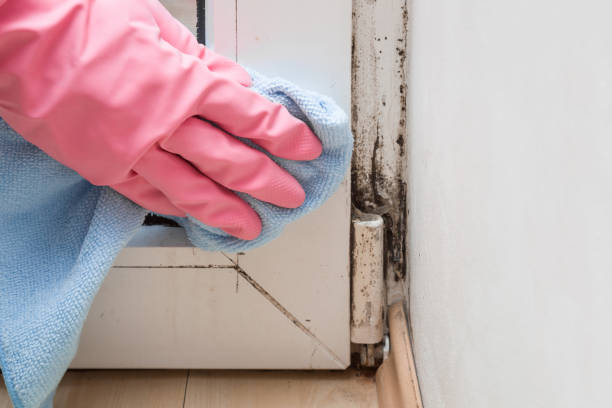 Best HVAC Mold Remediation in Ridgely, MD